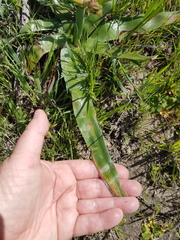 Trachyandra muricata