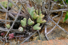 Conophytum bilobum