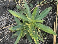 Cirsium arvense integrifolium