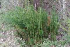 Baloskion tetraphyllum