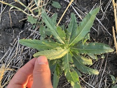 Cirsium arvense integrifolium