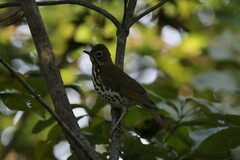 Hylocichla mustelina