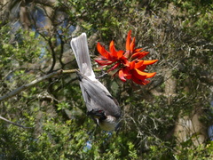 Philemon corniculatus