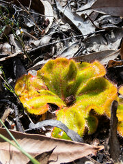 Drosera collina