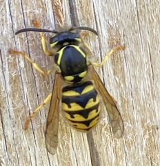 Dolichovespula arenaria