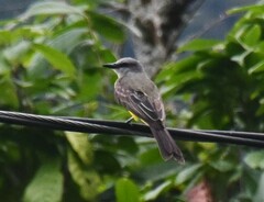 Tyrannus melancholicus