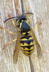 Dolichovespula arenaria
