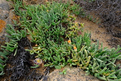 Cephalophyllum