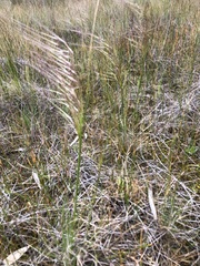 Austrostipa scabra falcata