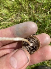 Protostropharia semiglobata