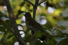 Hylocichla mustelina