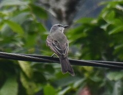 Tyrannus melancholicus