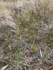 Austrostipa scabra falcata