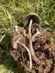 Protostropharia semiglobata