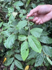 Glochidion philippicum