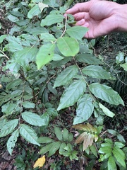 Glochidion philippicum