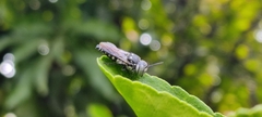 Coelioxys