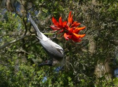 Philemon corniculatus