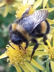 Bombus terrestris