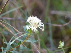 Pimelea linifolia linifolia