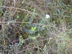 Pimelea linifolia linifolia