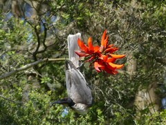 Philemon corniculatus