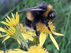 Bombus terrestris