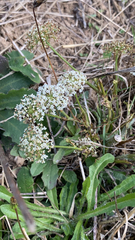 Apiales