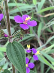 Melastomeae