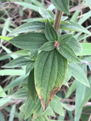 Melastomeae