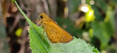 Telicota bambusae