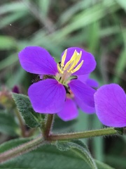 Melastomeae