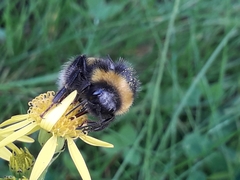 Bombus terrestris