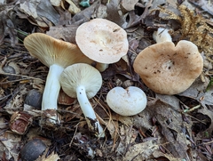 Lactarius chrysorrheus