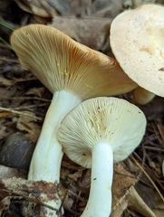 Lactarius chrysorrheus
