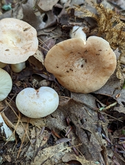 Lactarius chrysorrheus