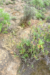 Mitrophyllum clivorum