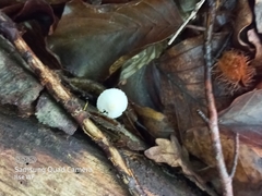 Cystolepiota seminuda