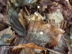 Cystolepiota seminuda