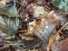 Cystolepiota seminuda