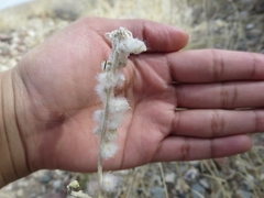 Krascheninnikovia lanata