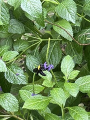 Xylocopa aestuans