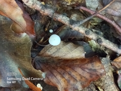 Cystolepiota seminuda