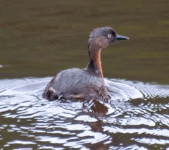 Poliocephalus rufopectus