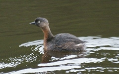 Poliocephalus rufopectus