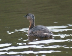 Poliocephalus rufopectus