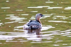 Poliocephalus rufopectus
