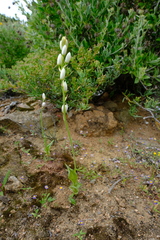 Ornithogalum hispidum hispidum