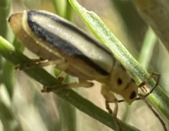 Trirhabda nitidicollis