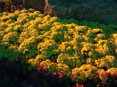 Chrysanthemum morifolium